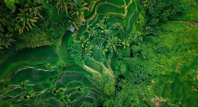 Bird's-eye view of the scenic Tegalalang Rice Terraces